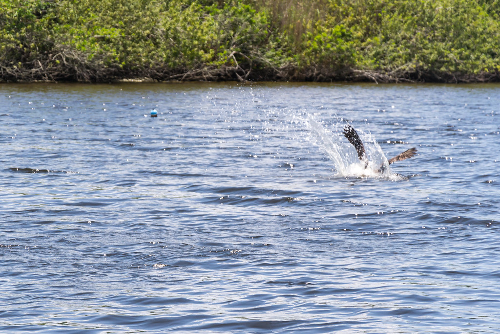 Caloosahatchee River, Florida, USA